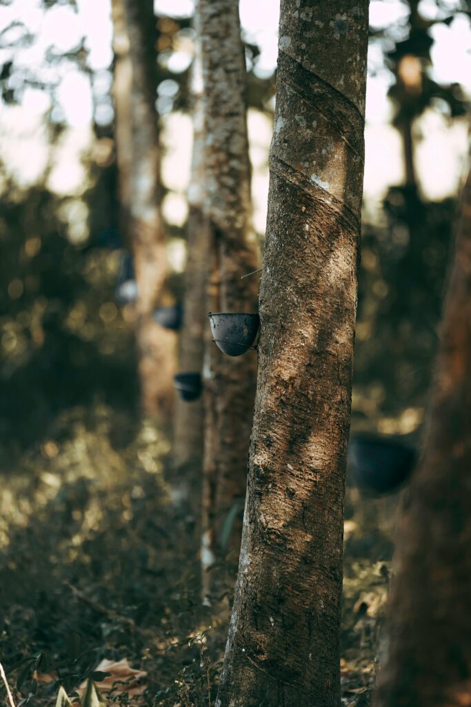 Image of rubber trees with collecting bowls in a forest setting, showcasing natural resin harvesting.