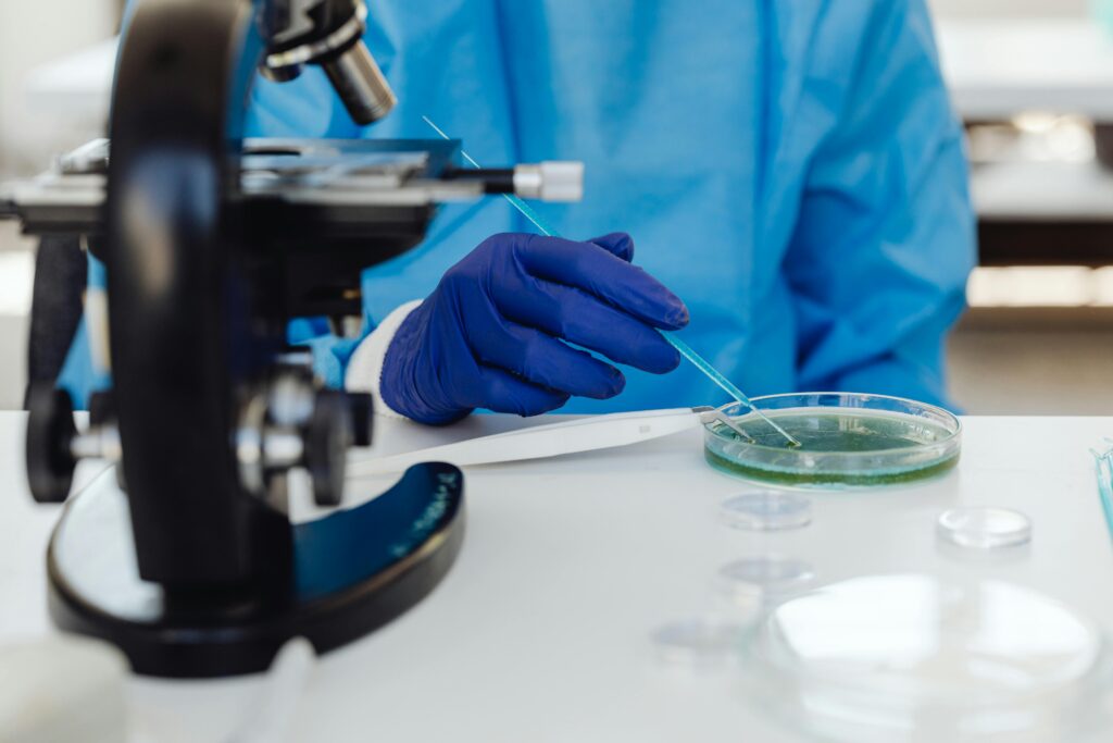 Scientist in laboratory examining samples using a microscope and Petri dish, wearing protective gloves.